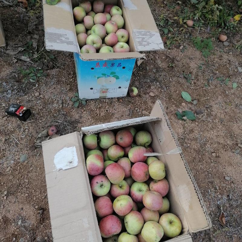 【苹果】青龙国光苹果品质上乘【坏单包赔】全国发货