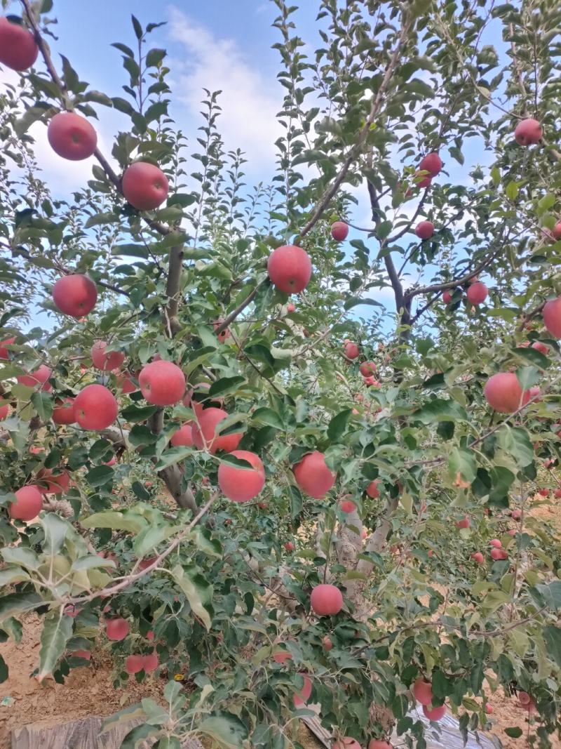 大量供应冰糖心红富士苹果