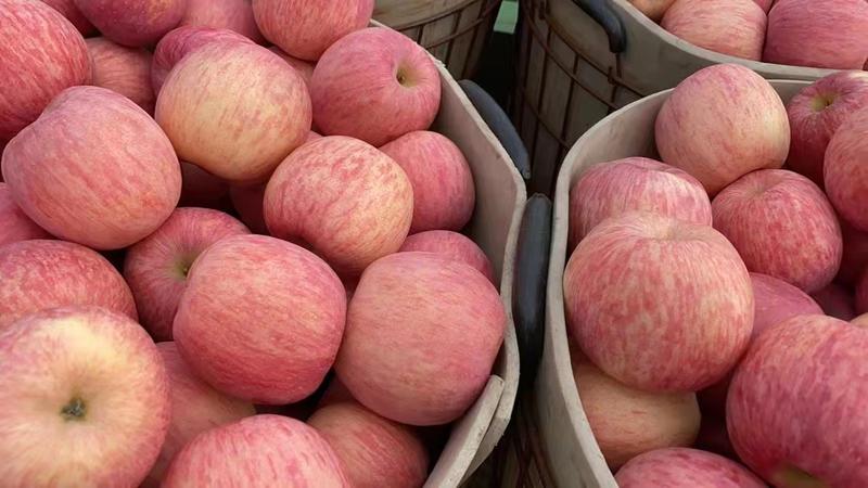 山东优质红富士苹果大量上市，质优价廉，货真价实