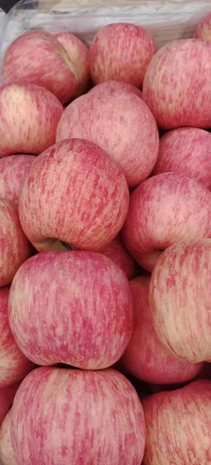 山东优质红富士苹果大量上市，质优价廉，货真价实