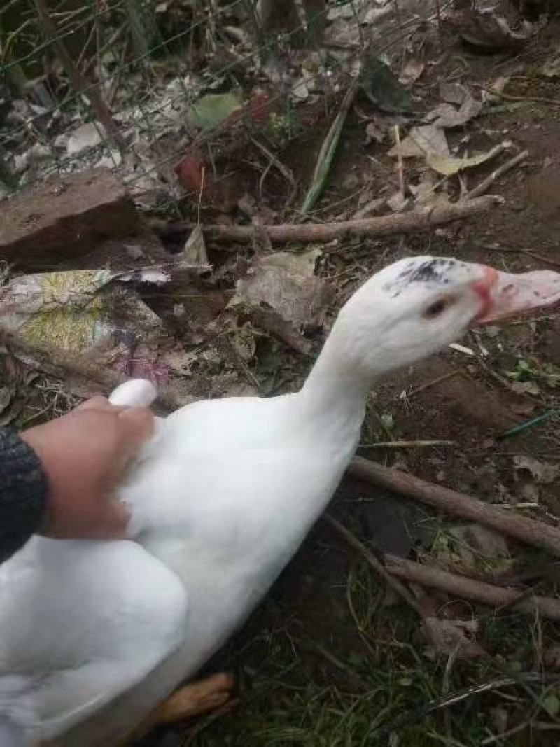 白番鸭滕鸭品质优良，长年供应保质保量