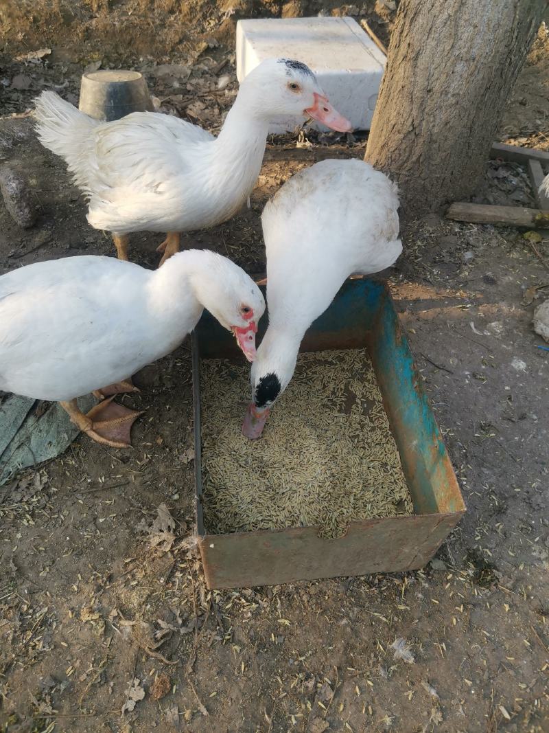 白番鸭滕鸭品质优良，长年供应保质保量