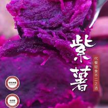 【精选】紫薯紫罗兰红薯产地一手货源丘陵沙地种植地窖糖化