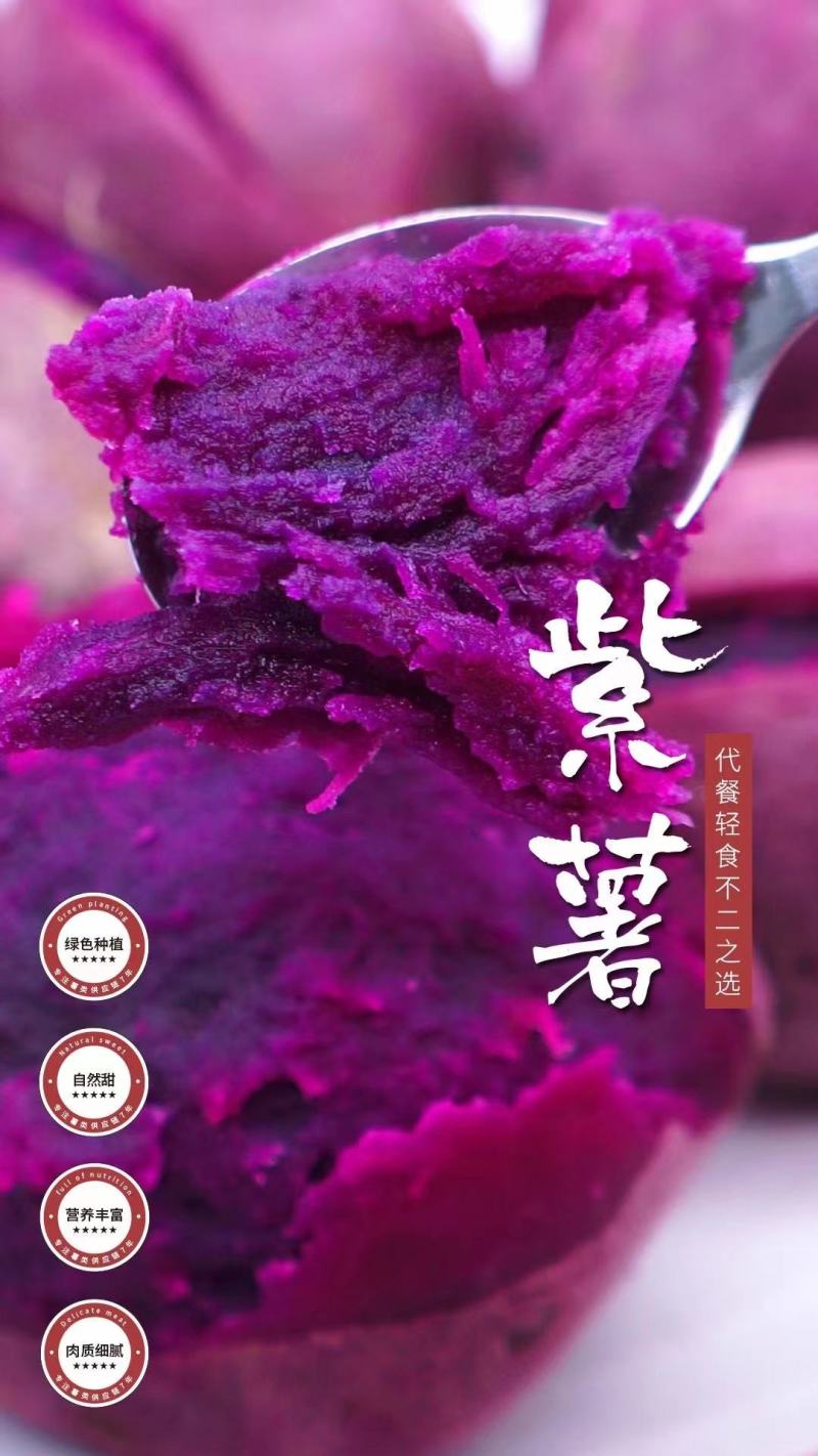 【精选】紫薯紫罗兰红薯产地一手货源丘陵沙地种植地窖糖化