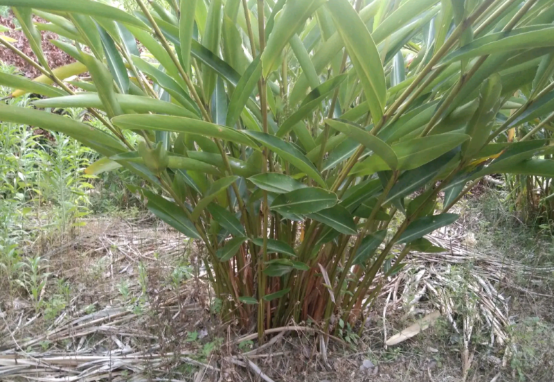 砂仁苗四川种植基地品质保证易成活