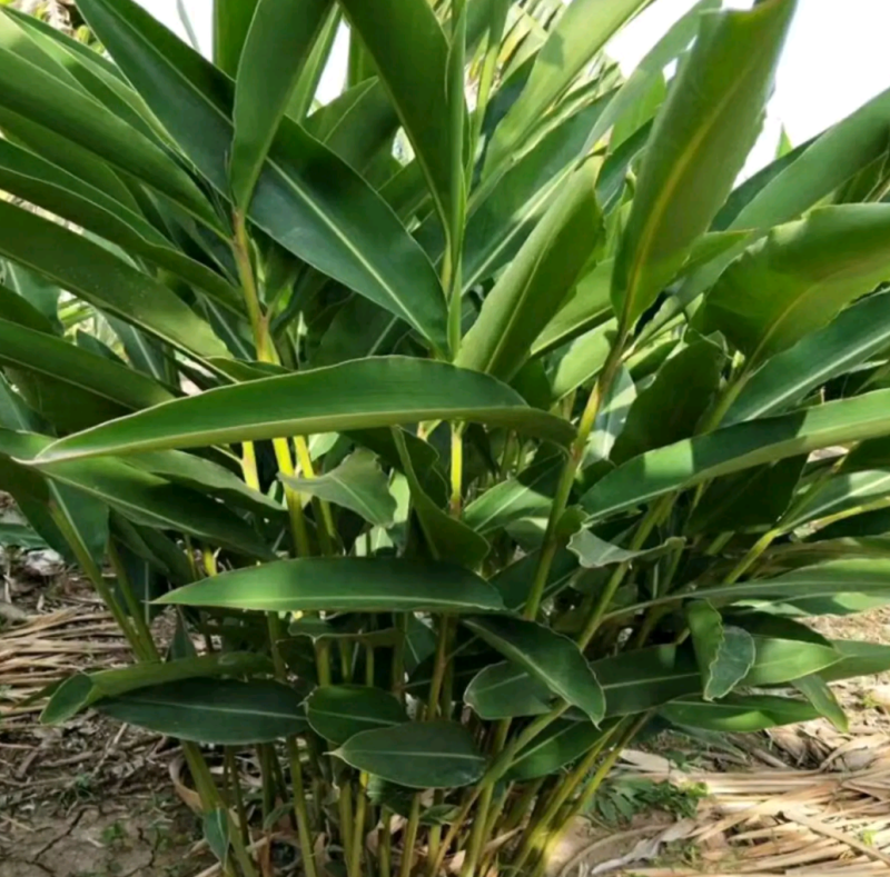 砂仁苗四川种植基地品质保证易成活