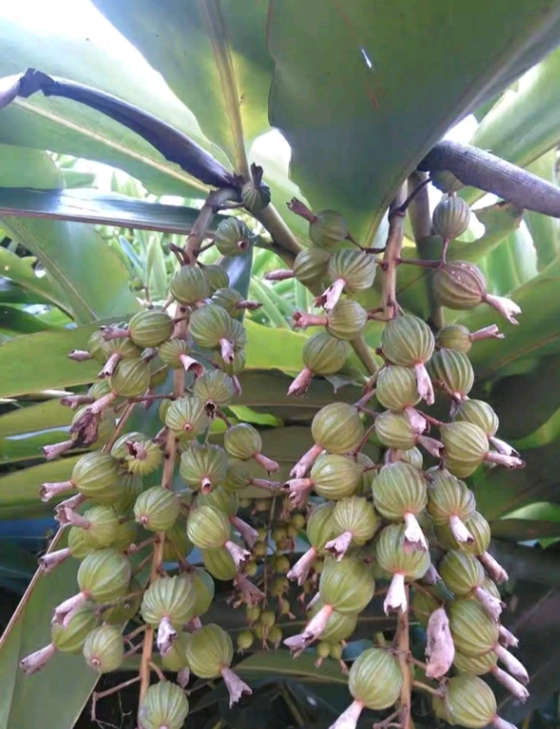 砂仁苗四川种植基地品质保证易成活