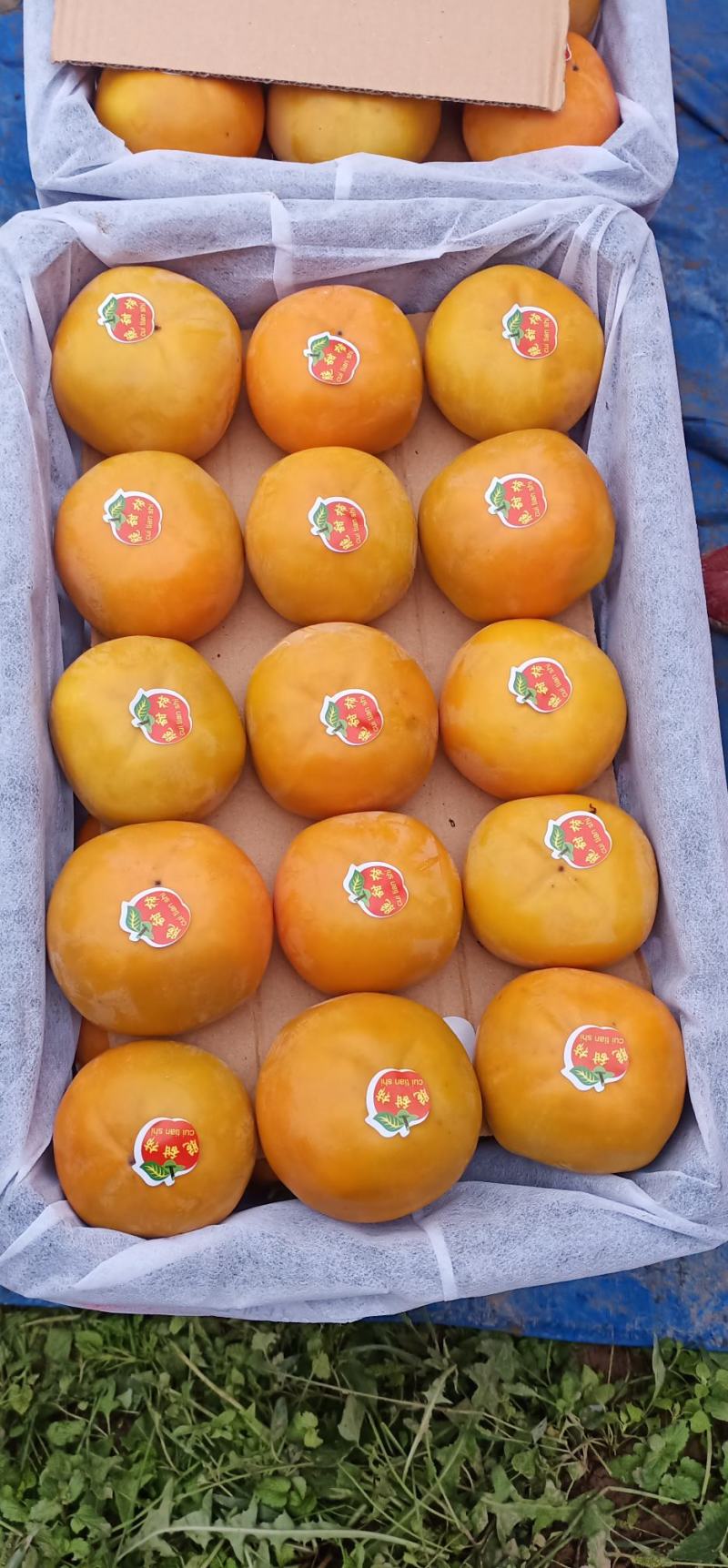 阳丰脆柿子，刺狼，果面干净，口感甜，全国代发