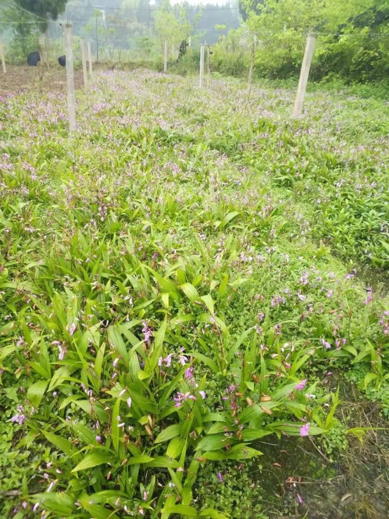 白芨苗紫花白芨