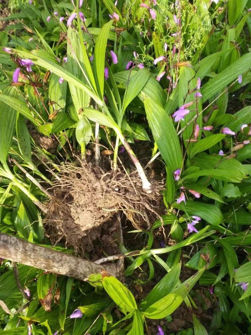 白芨苗紫花白芨