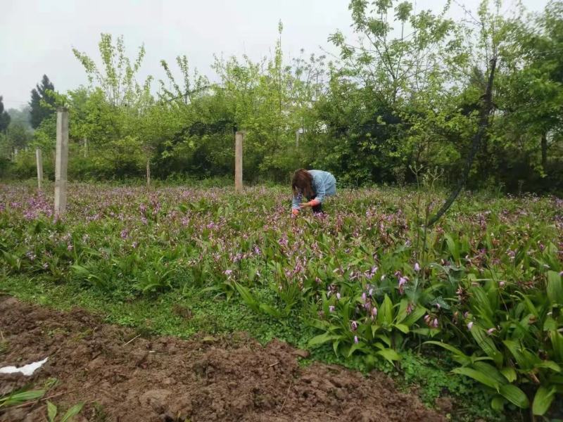 白芨苗紫花白芨