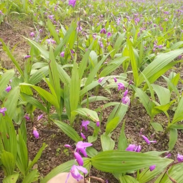 白芨苗紫花白芨