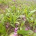 白芨苗紫花白芨