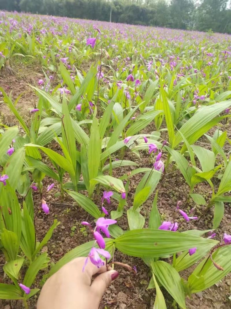 白芨苗紫花白芨