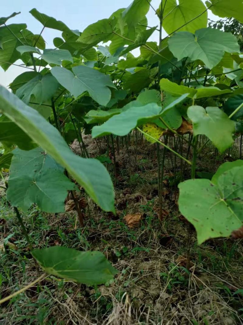 油桐树苗批发，买油桐树苗，就找重庆俊尧