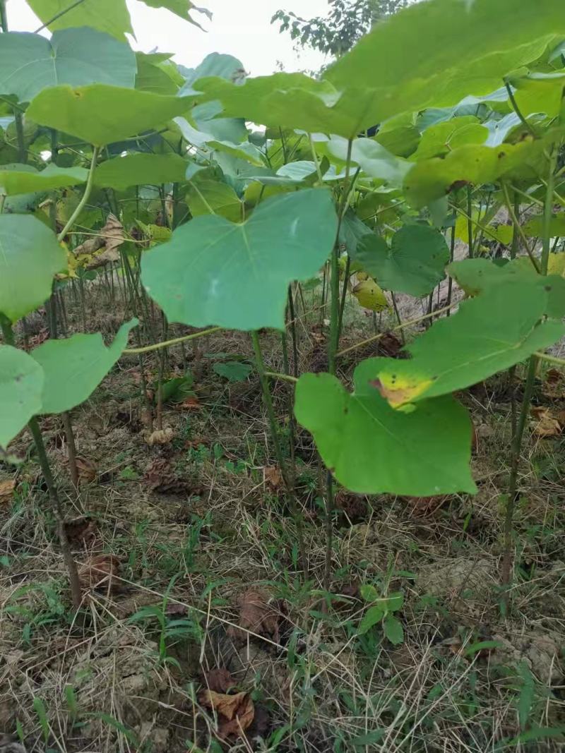 油桐树苗批发，买油桐树苗，就找重庆俊尧