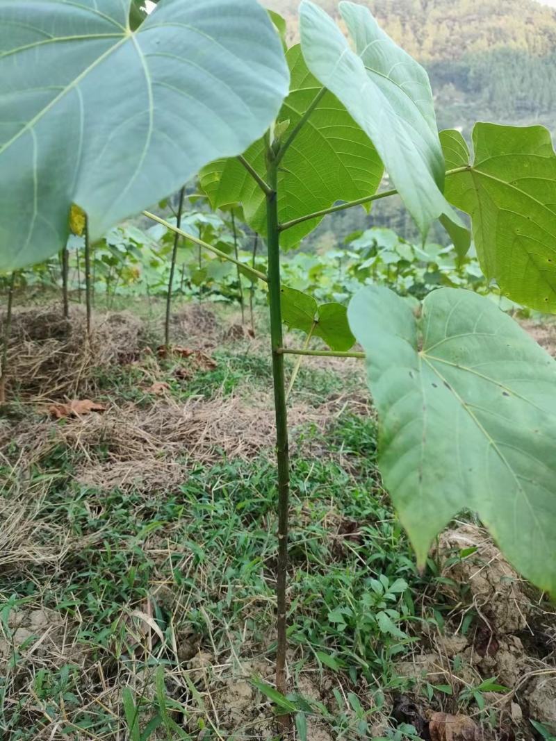 高产三年桐批发，买油桐苗请选择重庆俊尧专业油桐培育公司