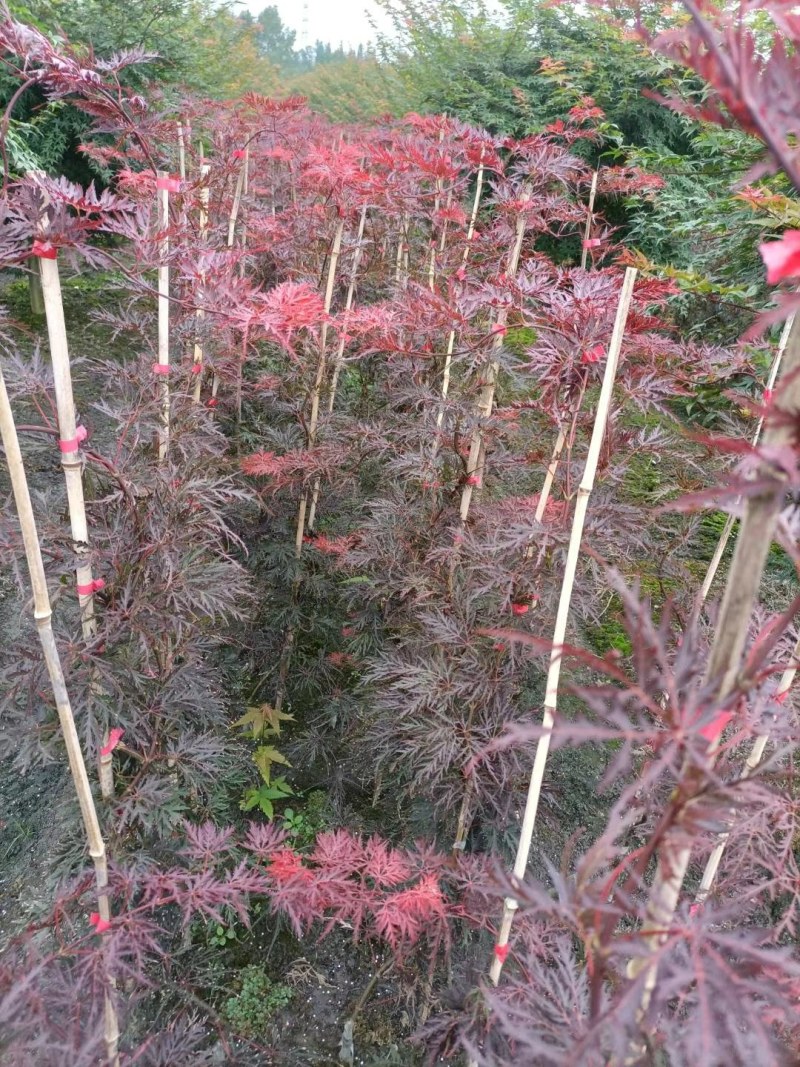 枫树苗