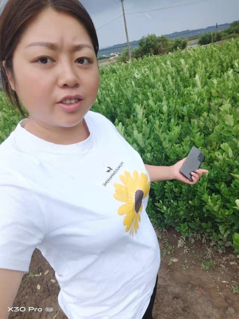 佛手苗佛手嫁接扦插枝条新鲜易成活