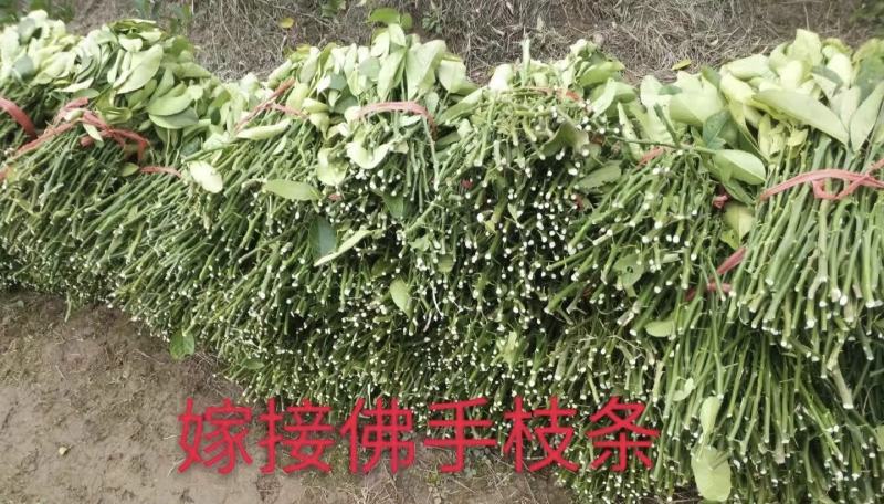 佛手苗佛手嫁接扦插枝条新鲜易成活