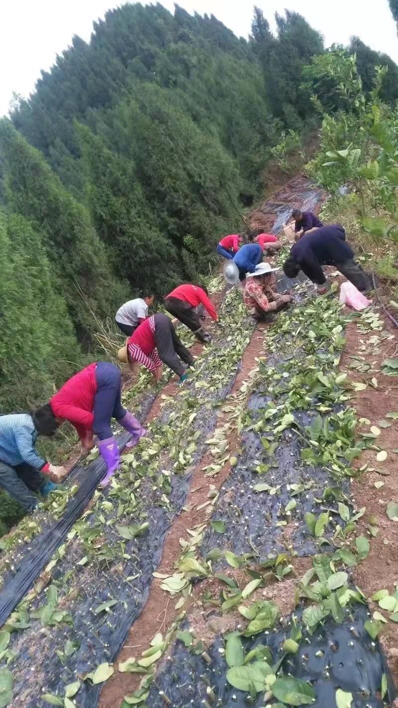 佛手苗佛手嫁接扦插枝条新鲜易成活