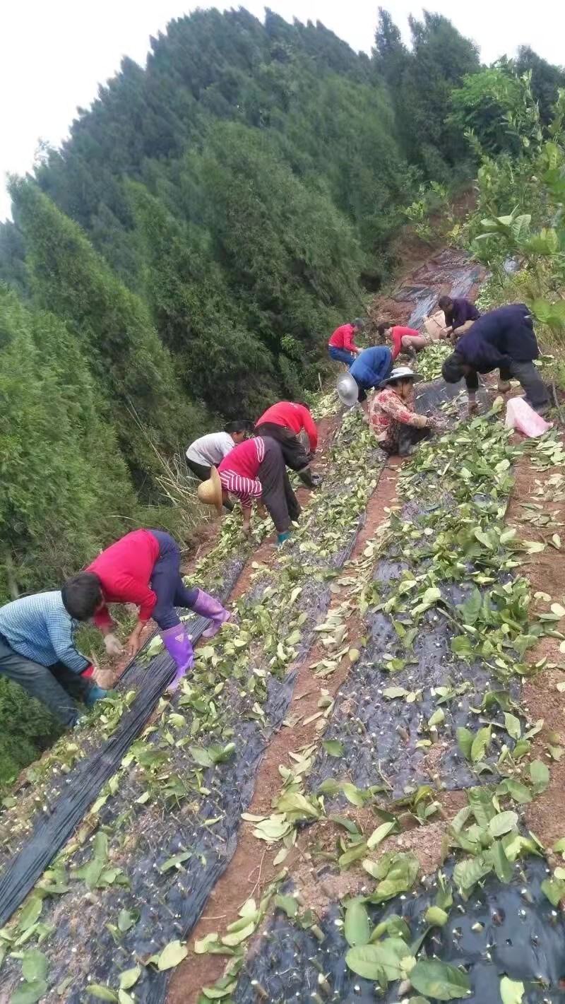 佛手苗佛手嫁接扦插枝条新鲜易成活