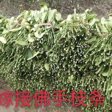 佛手苗佛手嫁接扦插枝条新鲜易成活