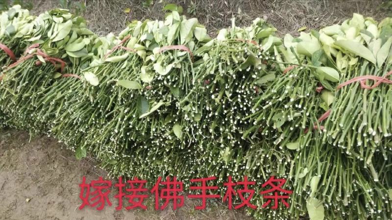 佛手苗佛手嫁接扦插枝条新鲜易成活
