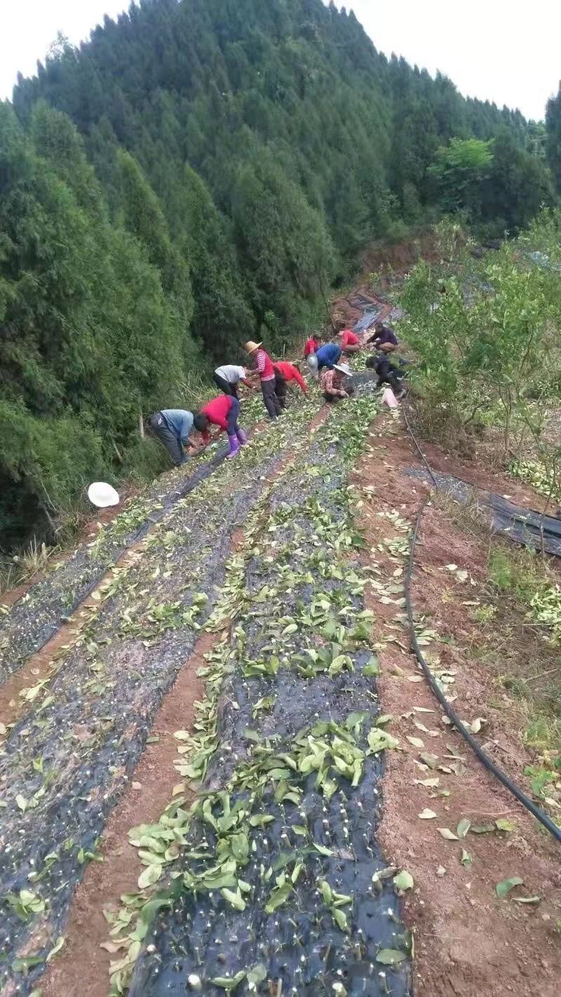 佛手苗佛手嫁接扦插枝条新鲜易成活