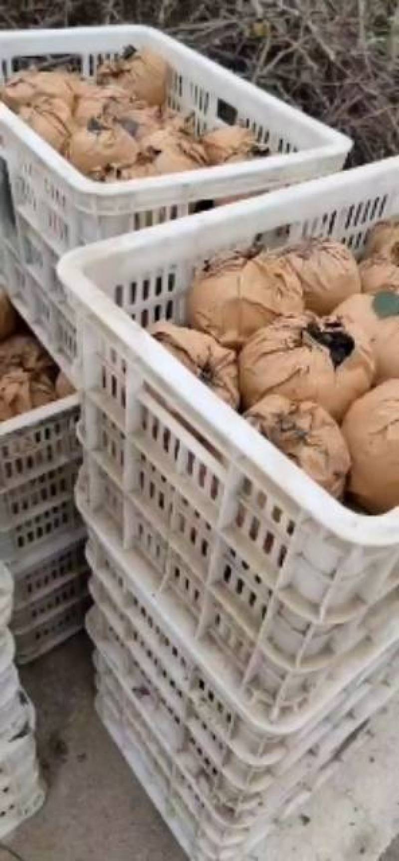 晚秋黄梨种植户批发包上车果在树上来车摘果