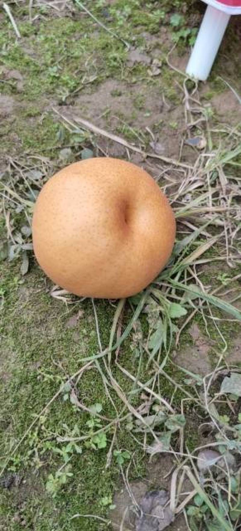 晚秋黄梨种植户批发包上车果在树上来车摘果