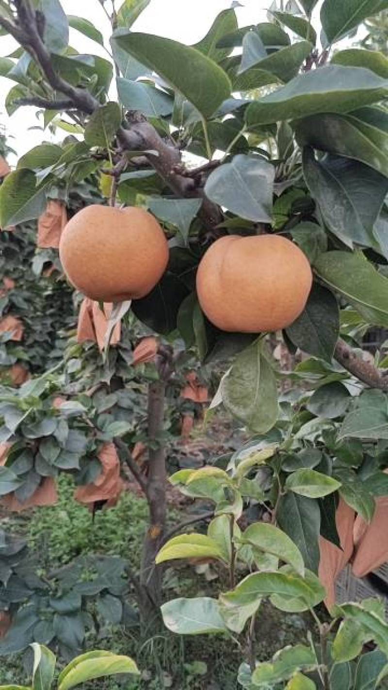 晚秋黄梨种植户批发包上车果在树上来车摘果