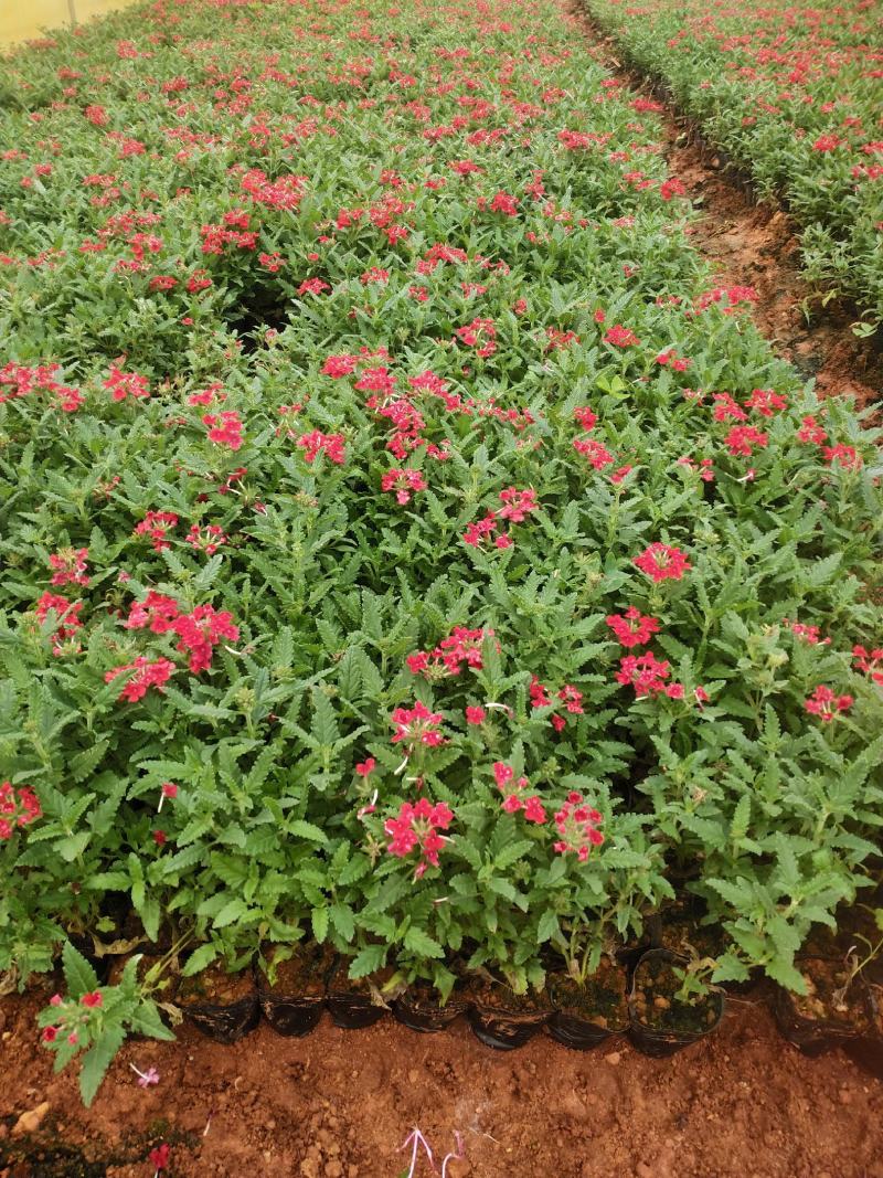 美女樱/网红美女樱/观花植物