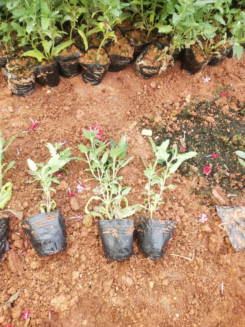 美女樱/网红美女樱/观花植物