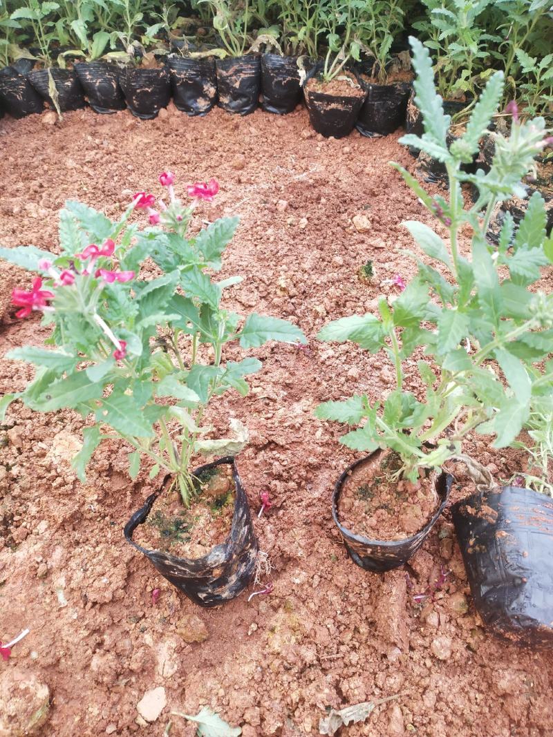美女樱/网红美女樱/观花植物