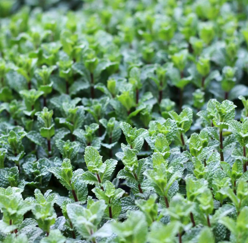 薄荷苗绿化专用可食用驱蚊虫味道清新