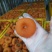 特级大饼，广西柿饼圆饼吊饼大量上市一级柿饼，原产地