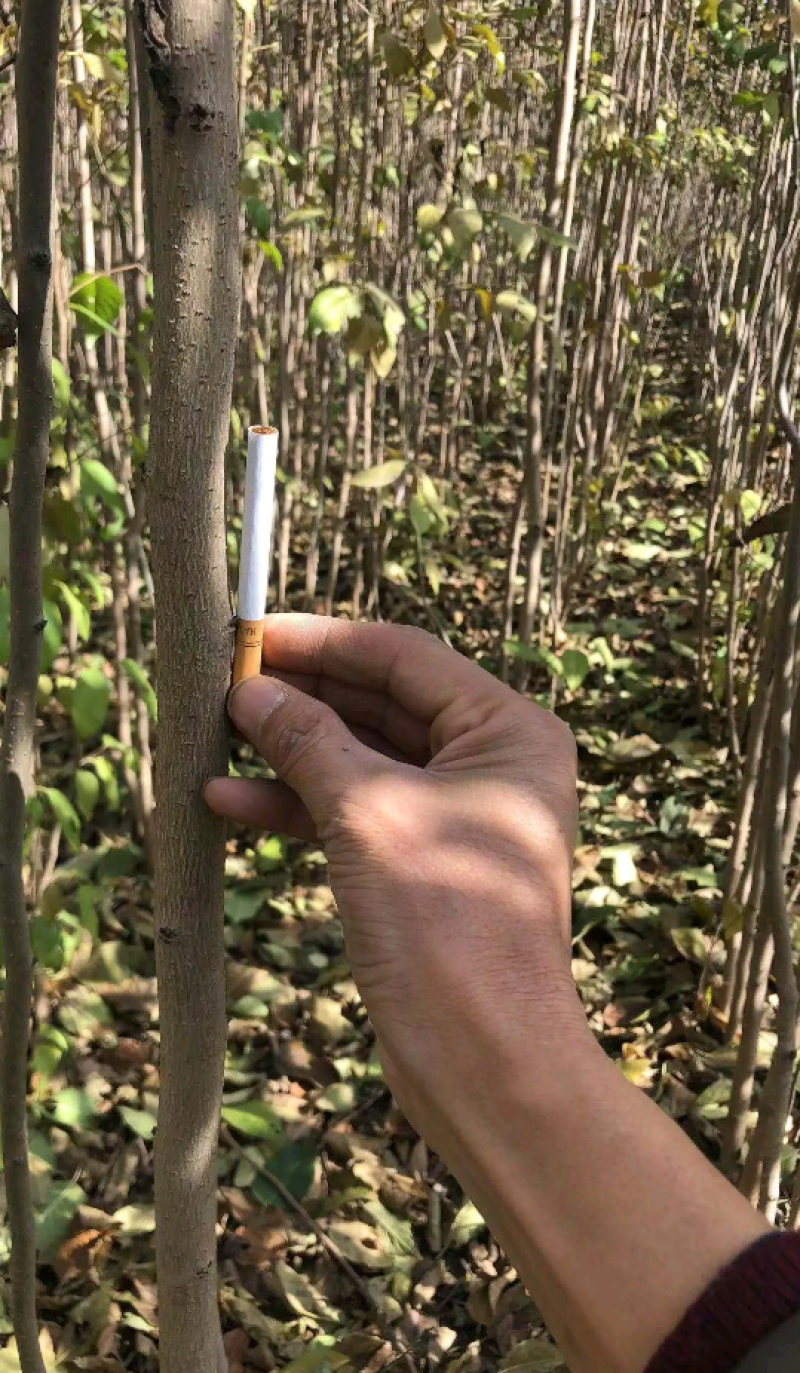 杜仲苗根系发达50至80公分易成活
