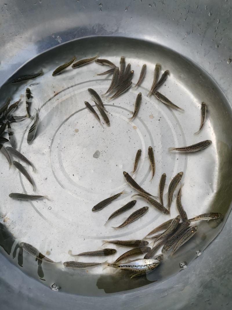 云南临沧双江县加州鲈鱼苗批发技术成熟免费指导适应能力强