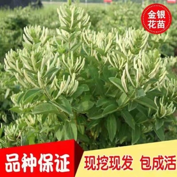 金银花种苗金银花树南北均可种植高度30至80公分