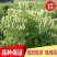 金银花种苗金银花树南北均可种植高度30至80公分