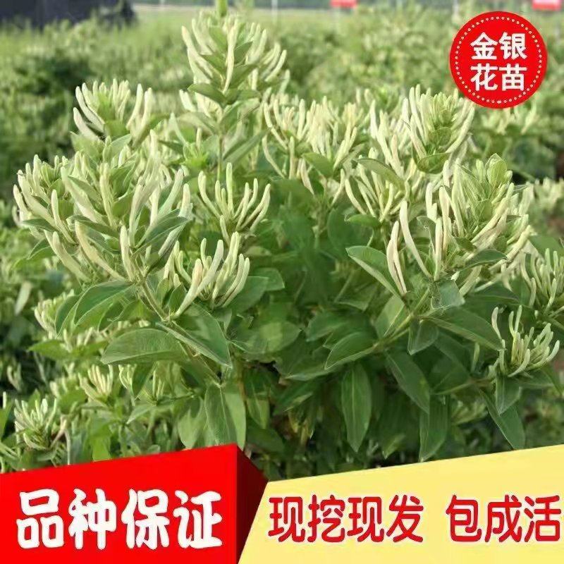 金银花种苗金银花树南北均可种植高度30至80公分