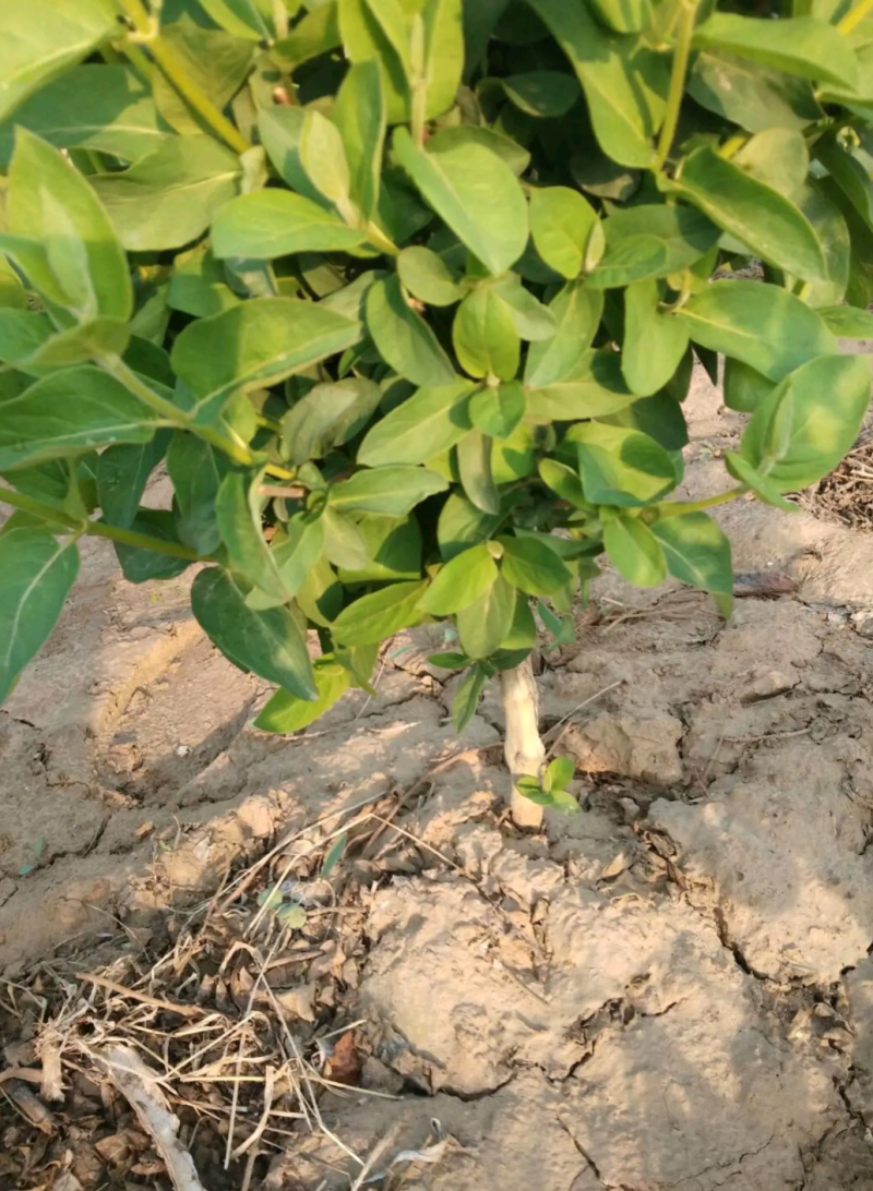 金银花种苗金银花树南北均可种植高度30至80公分