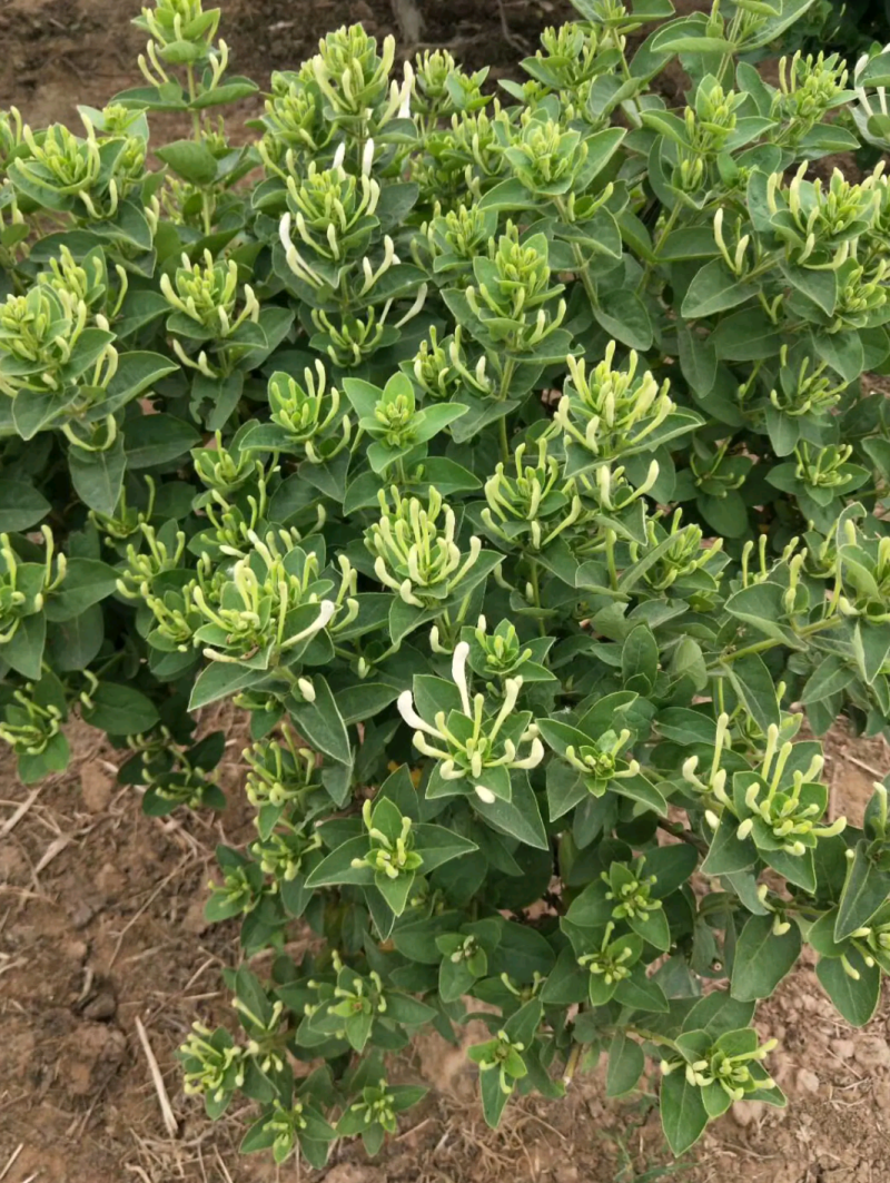 金银花种苗金银花树南北均可种植高度30至80公分