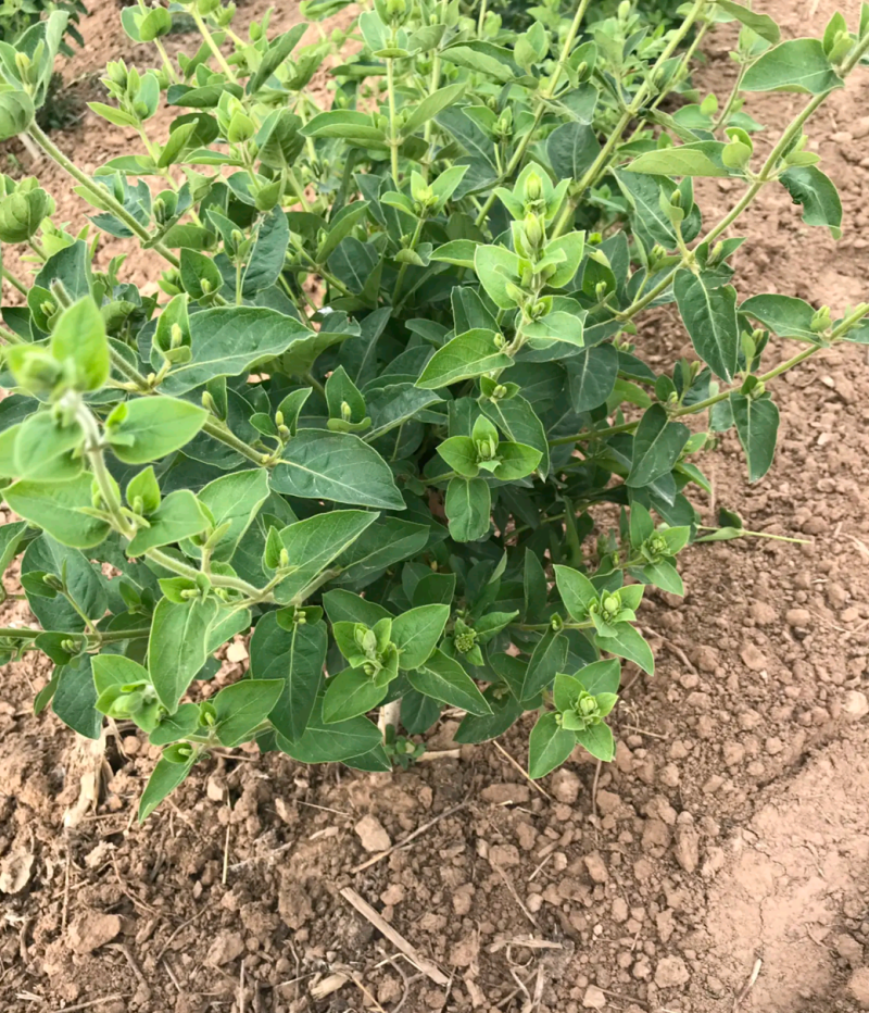 金银花种苗金银花树南北均可种植高度30至80公分