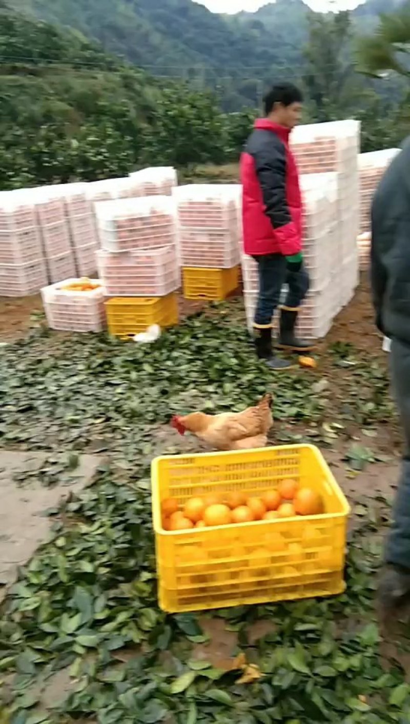 赣南脐橙稀土之乡富硒脐橙自产直供接受预订，提供仓储
