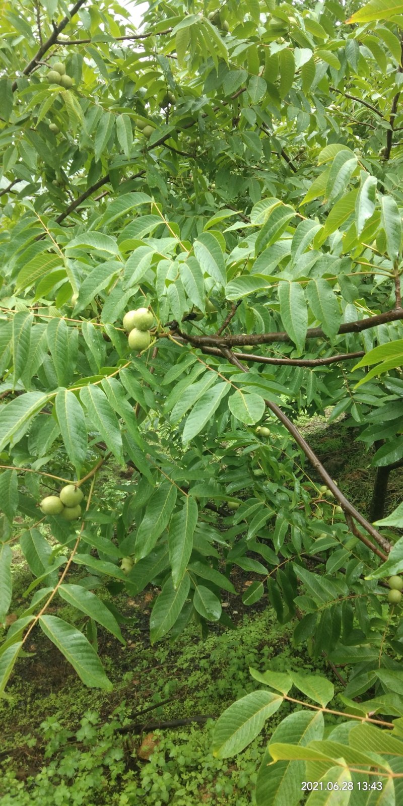 华坪县兴屹花椒种植专业合作供应云南省脆皮干核桃。