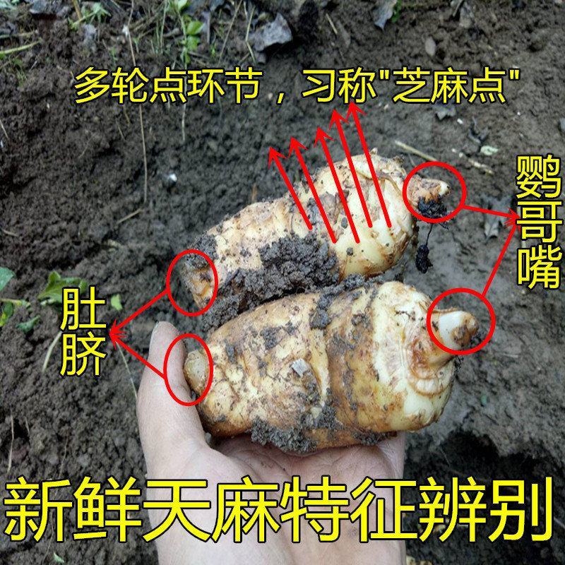 天麻新鲜天麻放野生天麻干天麻天麻片天麻粉