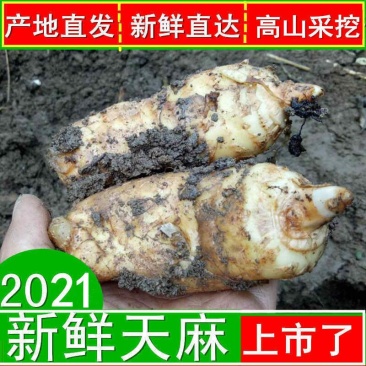 天麻新鲜天麻放野生天麻干天麻天麻片天麻粉