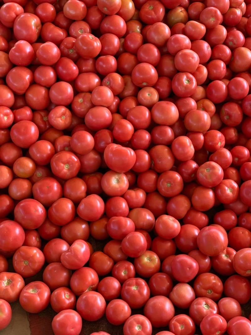 四川攀枝花大棚硬粉西红柿，颜色果型硬度好，耐运